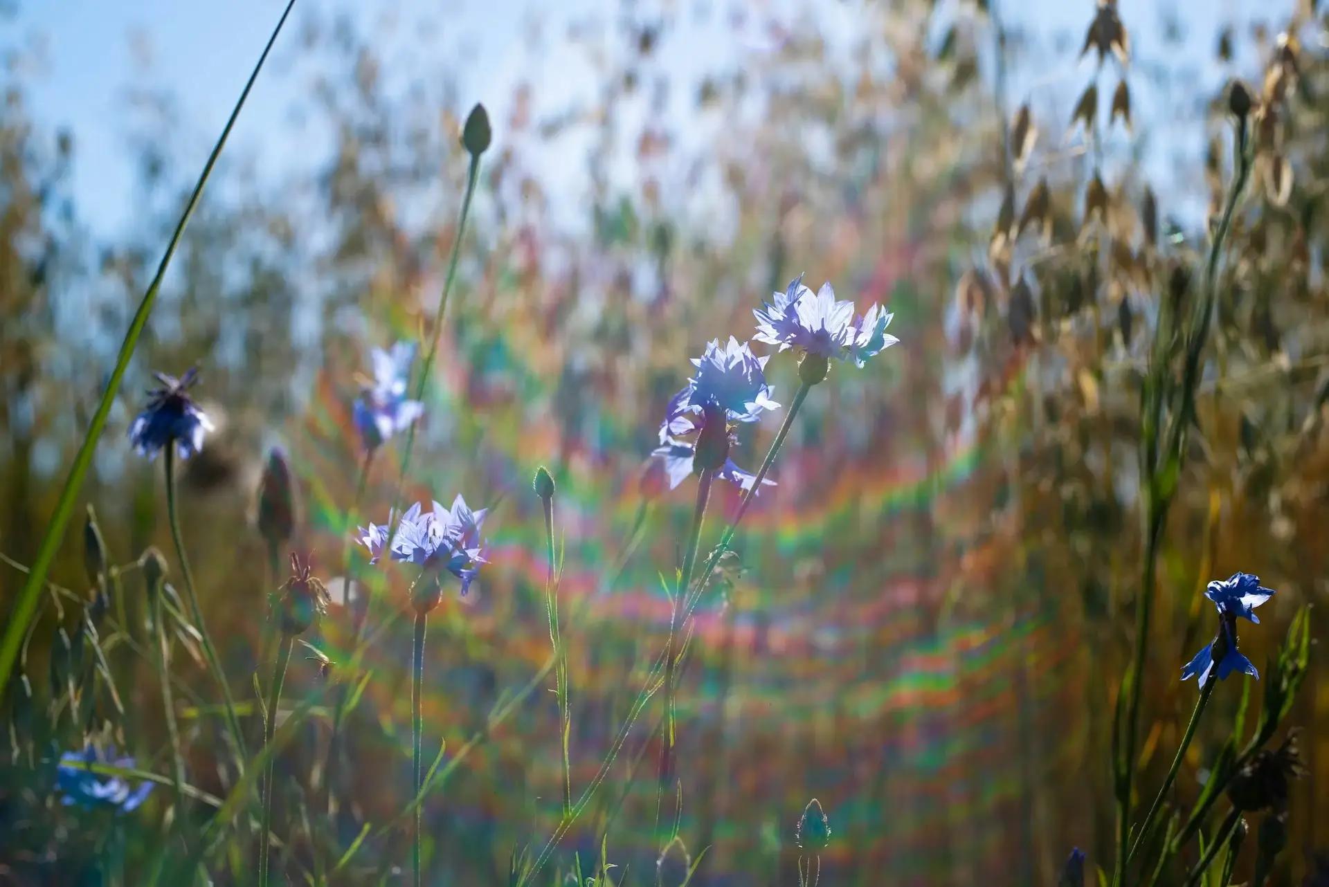 Blaue Kornblumen auf Wiese mit Regenbogen-Lichteffekt