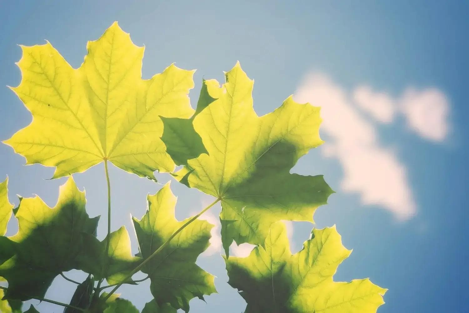 Sonnendurchflutete Ahornblätter vor blauem Himmel
