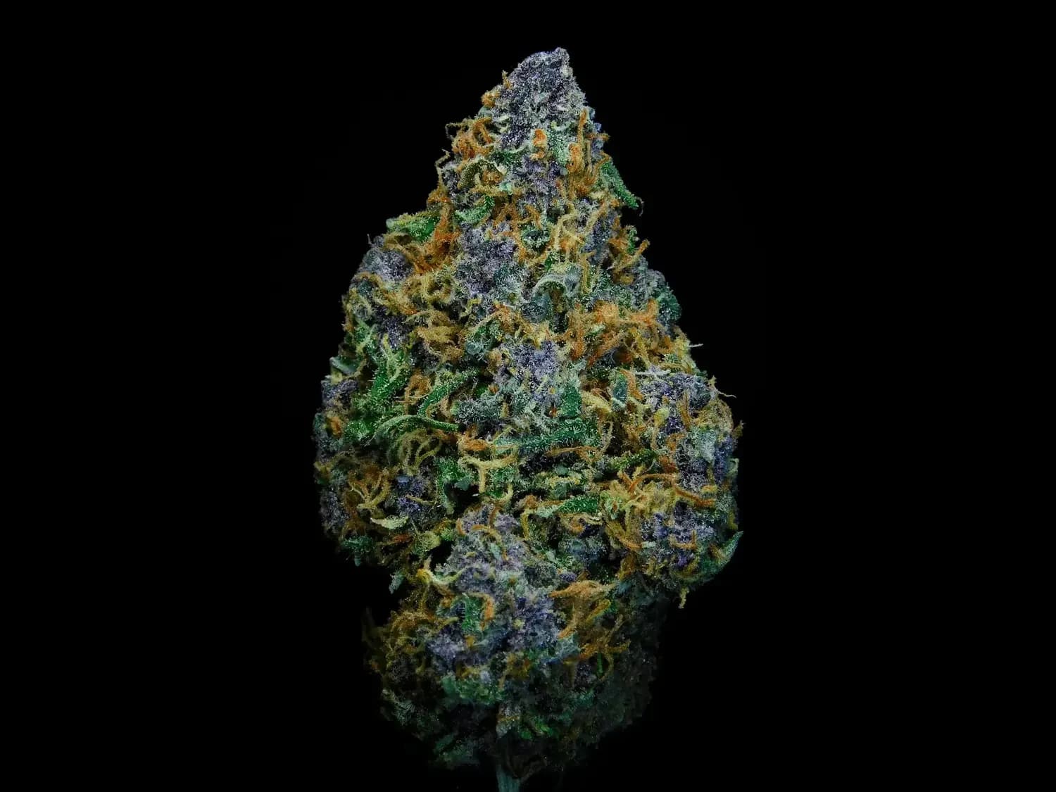 Nahaufnahme einer lila-grünen Cannabisblüte mit orangefarbenen Trichomen vor schwarzem Hintergrund