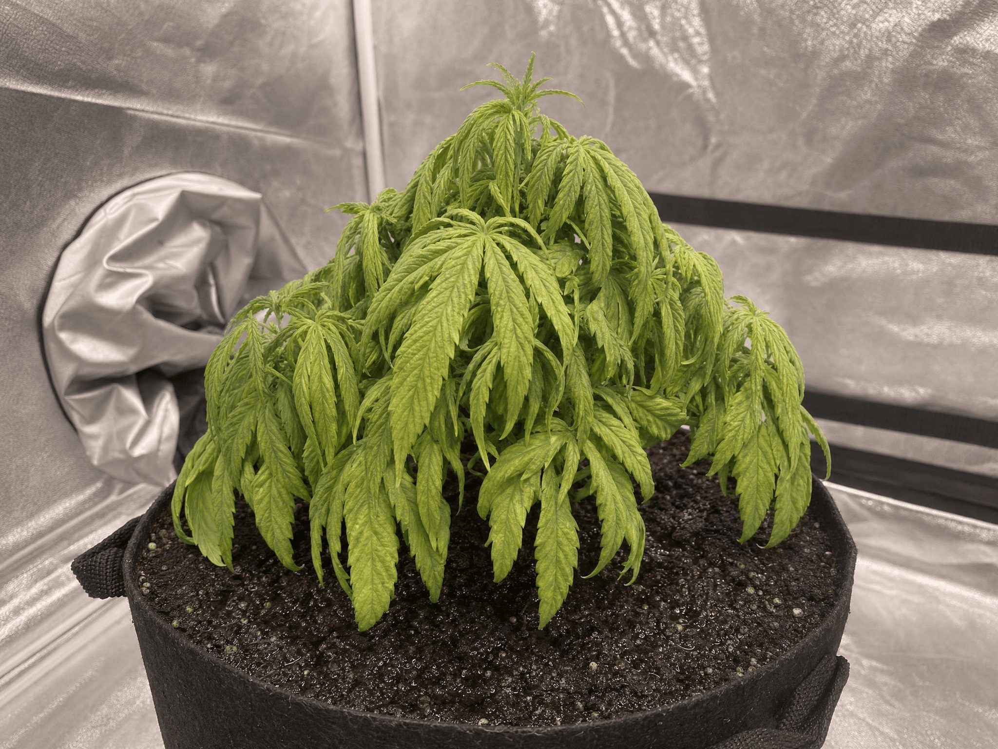 Überwässerte Cannabispflanze