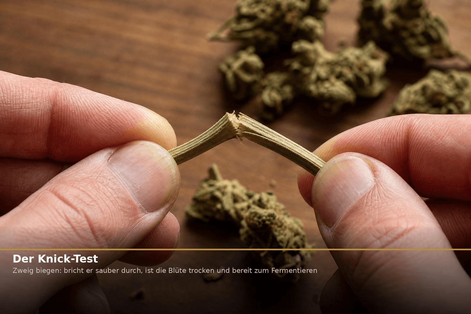 Zwei Hände brechen einen getrockneten Cannabis-Zweig sauber durch – der Knick-Test zeigt, dass die Blüten fertig getrocknet und bereit zum Fermentieren sind.