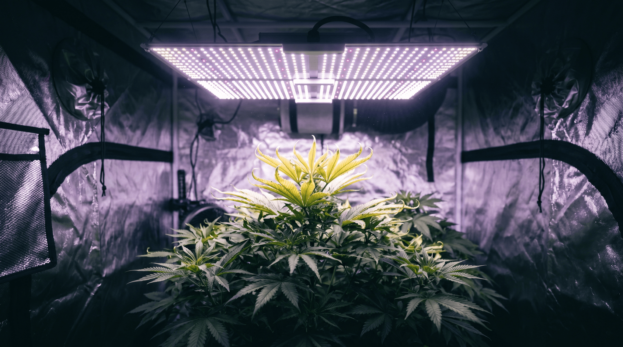 Cannabis-Pflanze unter LED-Grow-Lampe im Growzelt zeigt Anzeichen von Lichtstress: Die oberen Blätter rollen sich ein und verfärben sich gelblich-weiß.