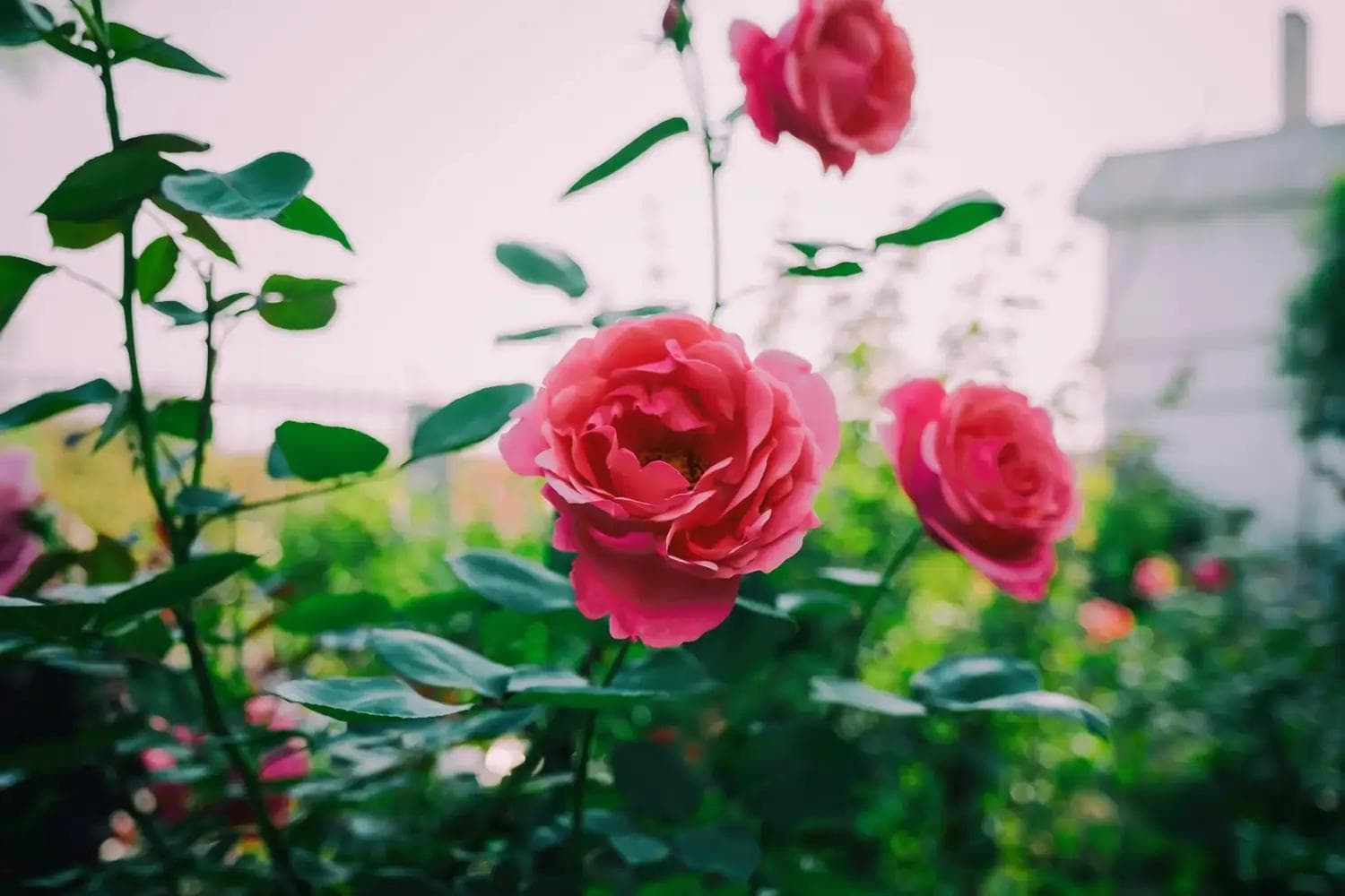 Nahaufnahme einer rosa Rose mit Blättern vor grünem, verschwommenem Gartenhintergrund
