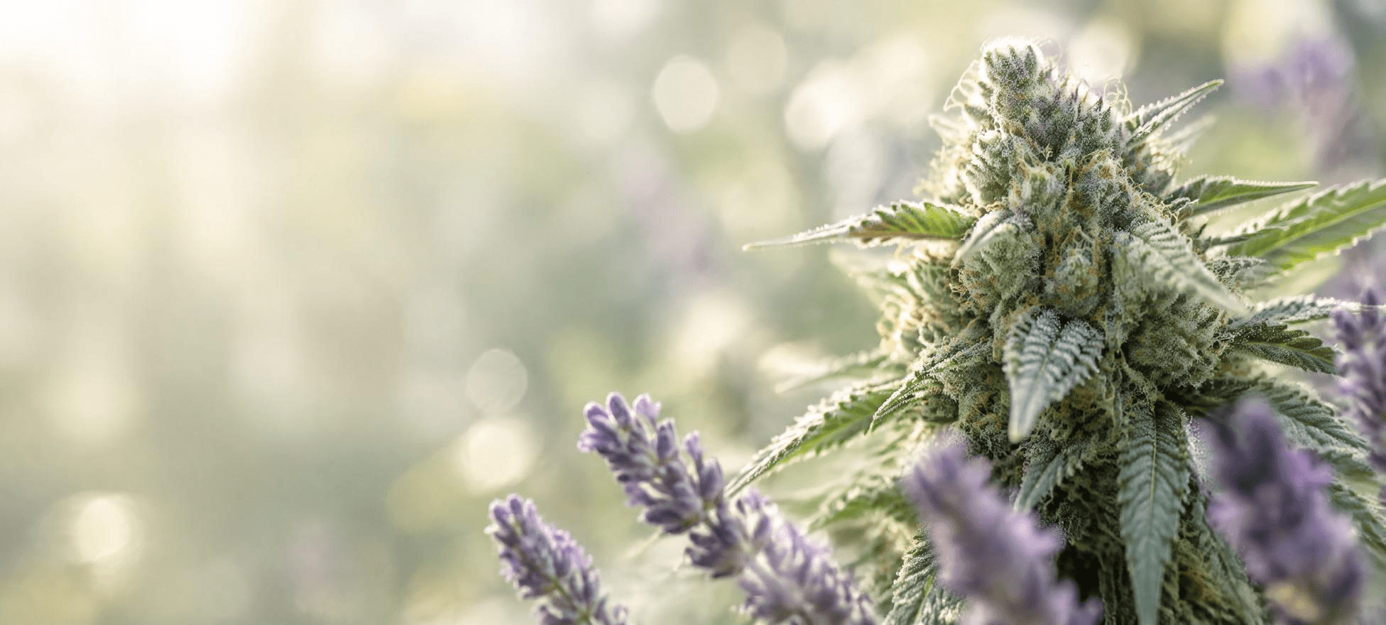 Nahaufnahme einer harzreichen Cannabisblüte neben violetten Lavendelblüten im warmen Sonnenlicht – eine natürliche Darstellung des Terpens Linalool, das für seinen blumig-lavendelartigen Duft bekannt ist.