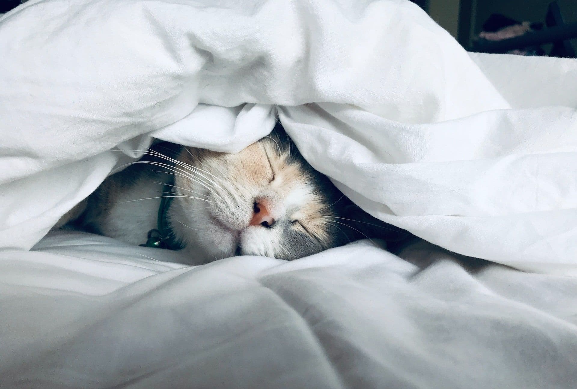 eine katze unter einer bettdecke