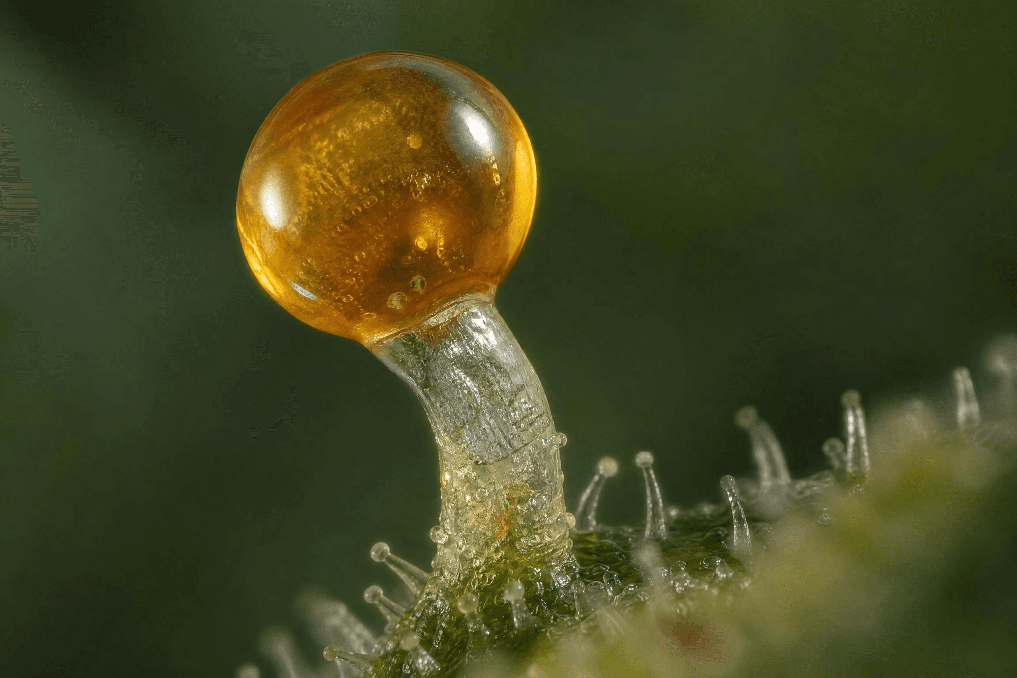 Makroaufnahme eines reifen Cannabis-Trichoms: In diesen winzigen Harzdrüsen wird β-Myrcen gebildet, das dem erdig-moschusartigen Grundaroma der Cannabisblüte seinen Charakter verleiht.