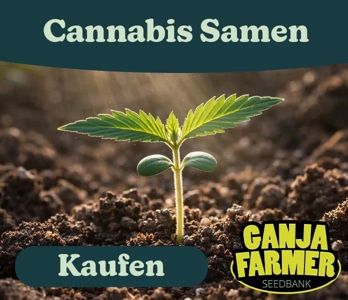Ganja Farmer cannabis samen