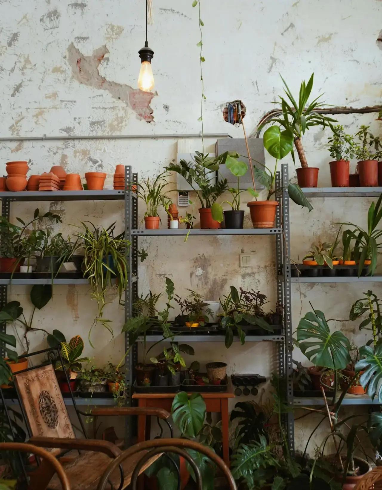 Metallregal mit vielen Topfpflanzen, Monstera und Tontöpfen an rauer Wand