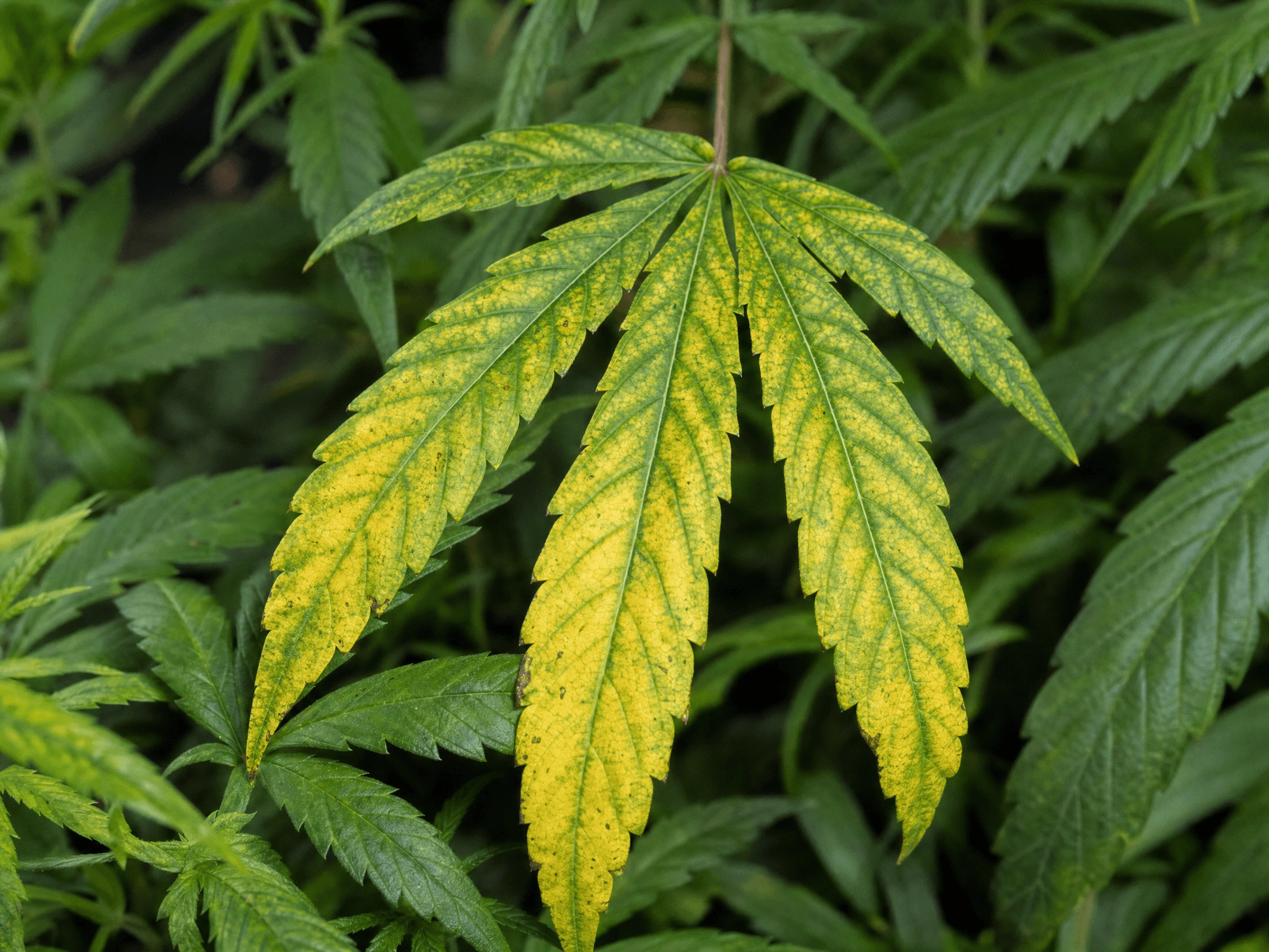 Cannabispflanze mit gelben Blättern durch Magnesiummangel