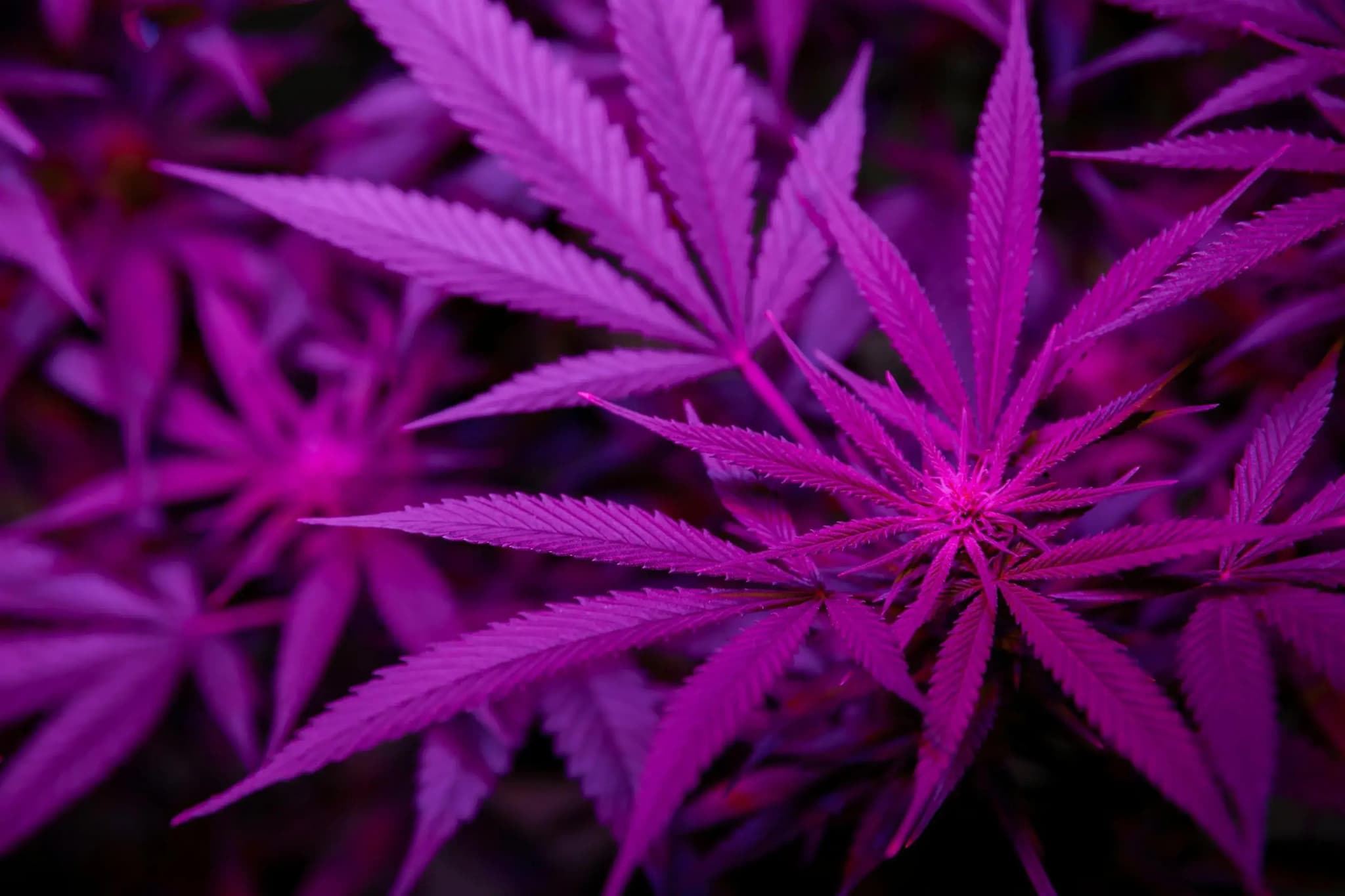Nahaufnahme von Cannabisblättern im magentafarbenen LED-Licht