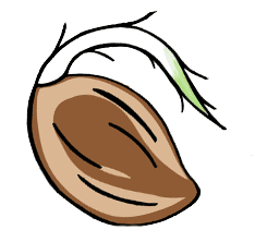 strainDetail.seeds.imageAlt