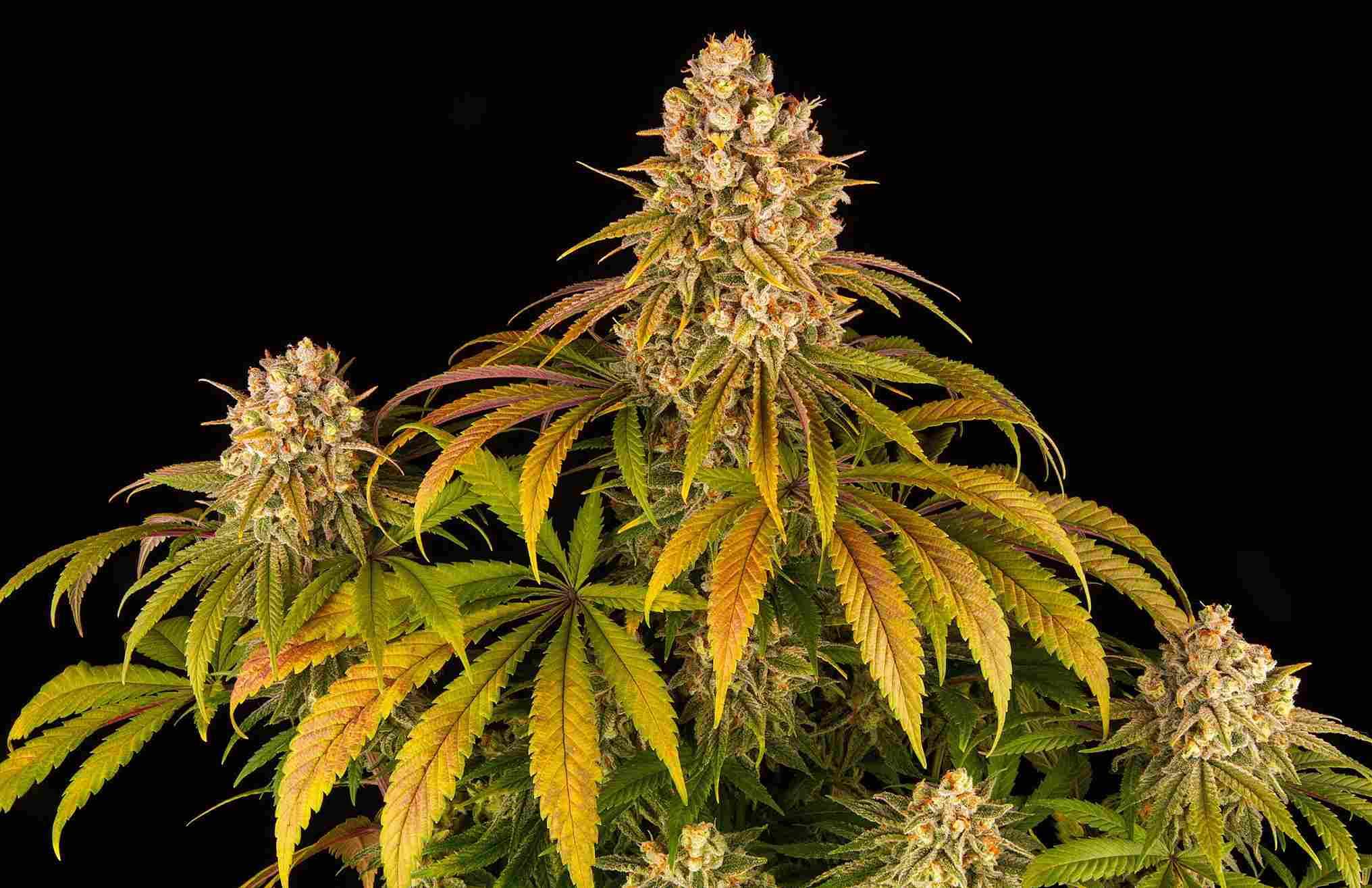Cannabis der Sorte Lemon Tree
