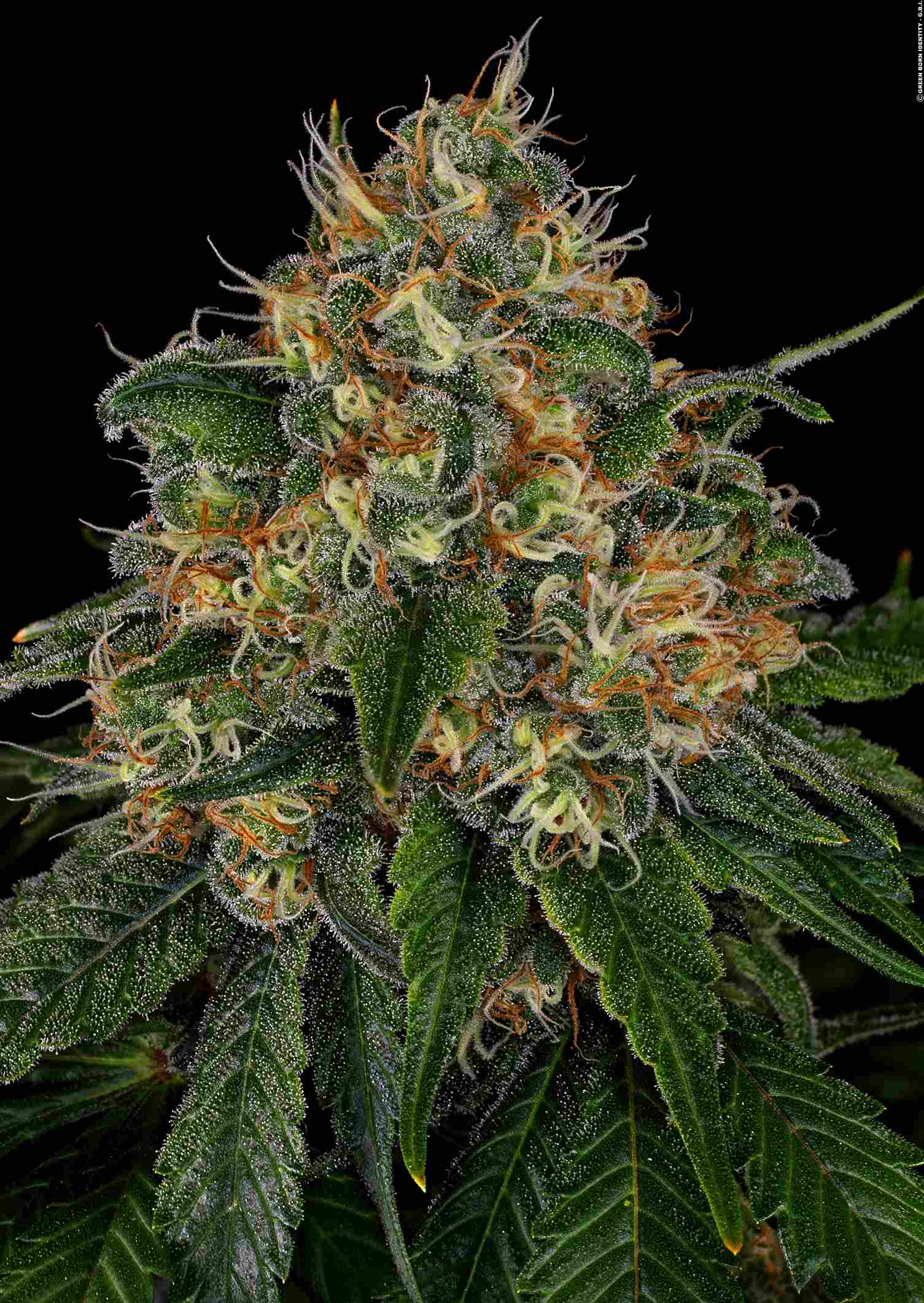 Cannabis der Sorte Moby Dick