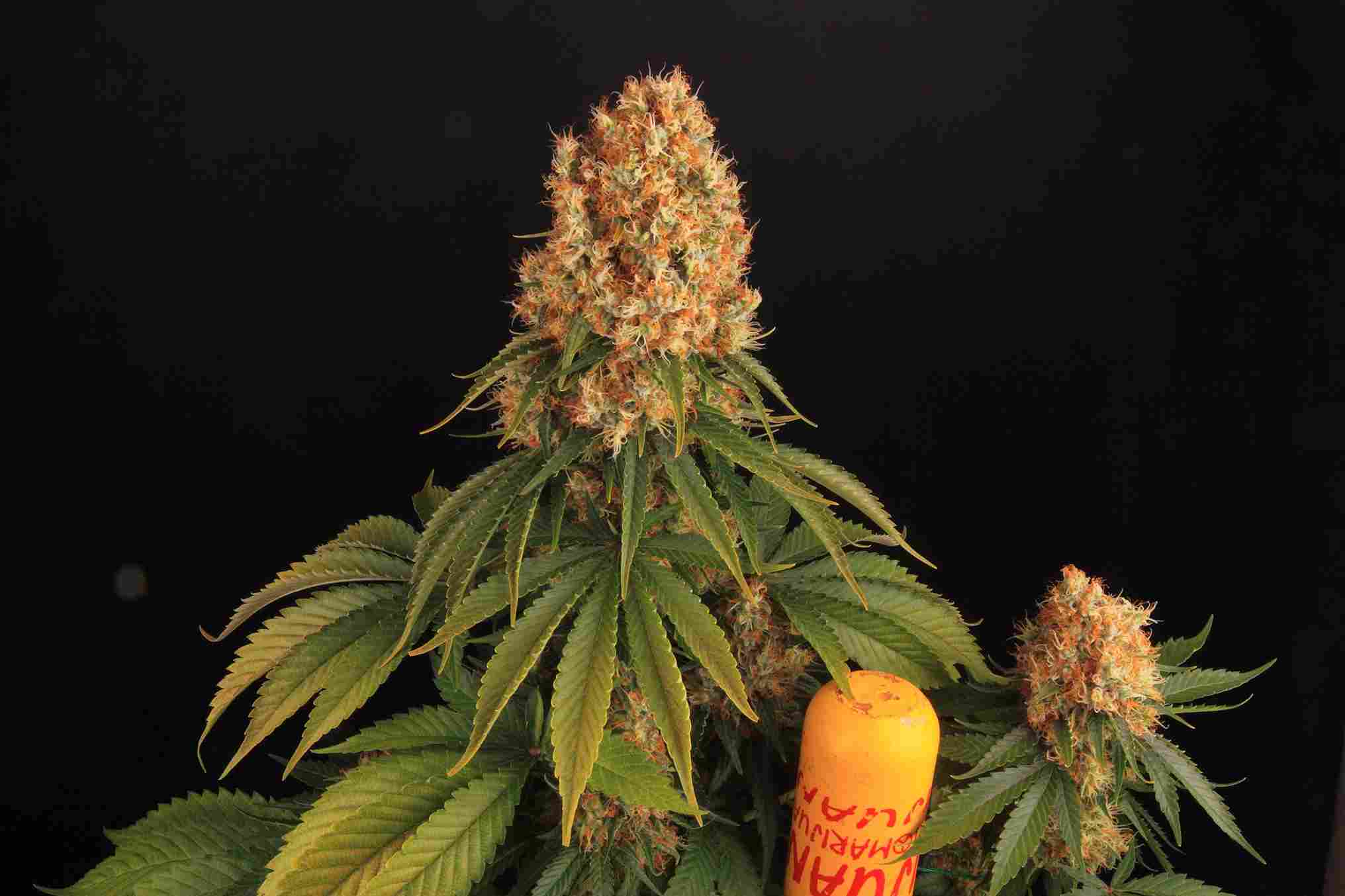 Cannabis der Sorte Orange Sherbert
