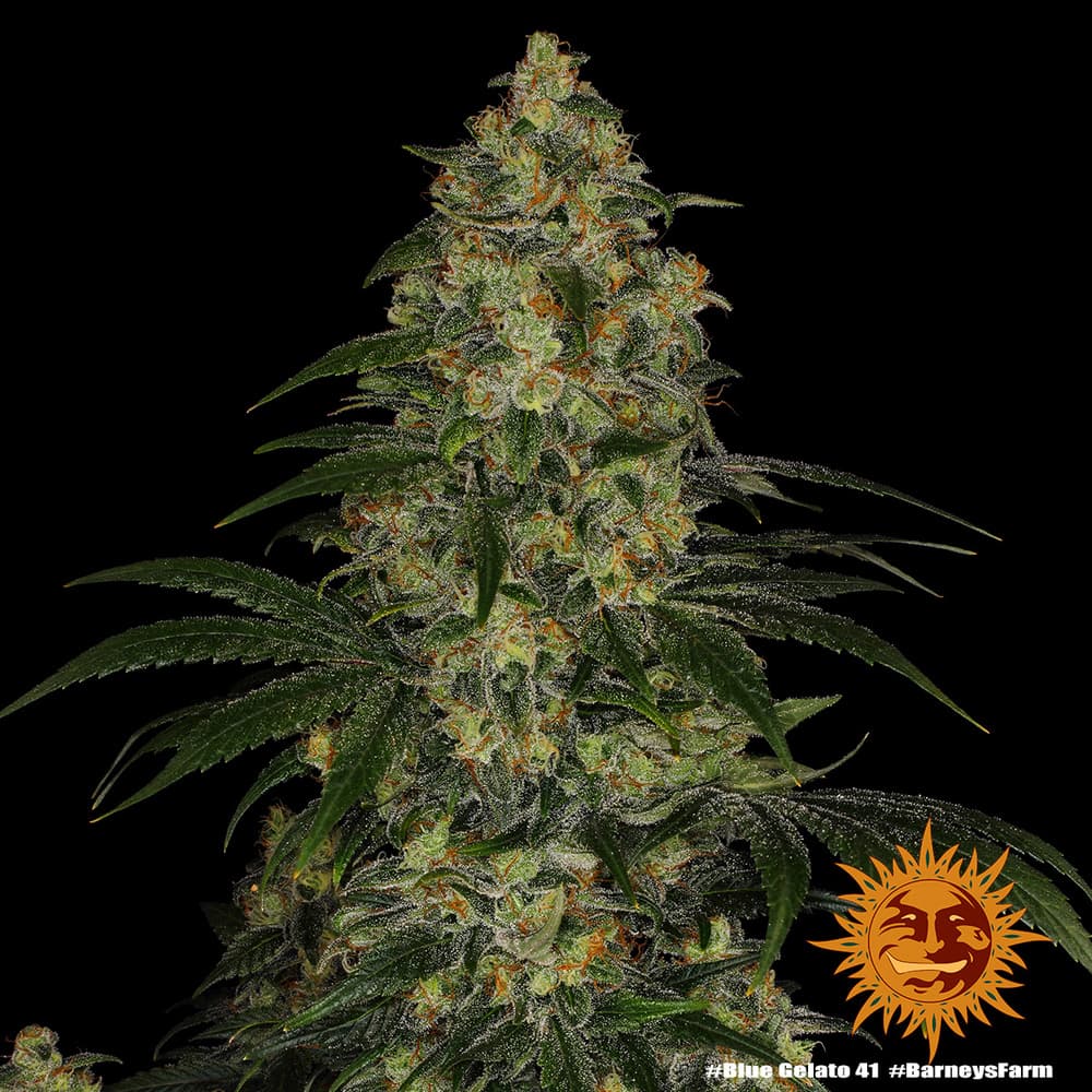 Cannabis der Sorte Blue Gelato 41