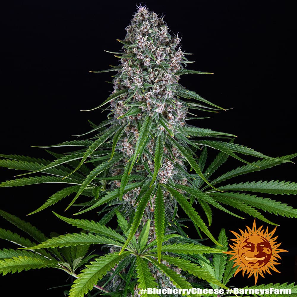 Cannabis der Sorte Blue Cheese Auto