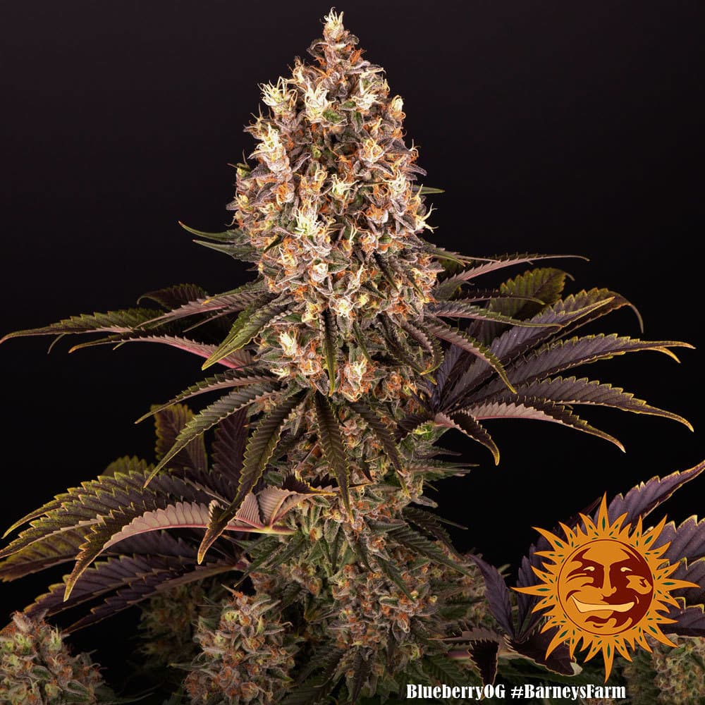 Cannabis der Sorte Blueberry OG