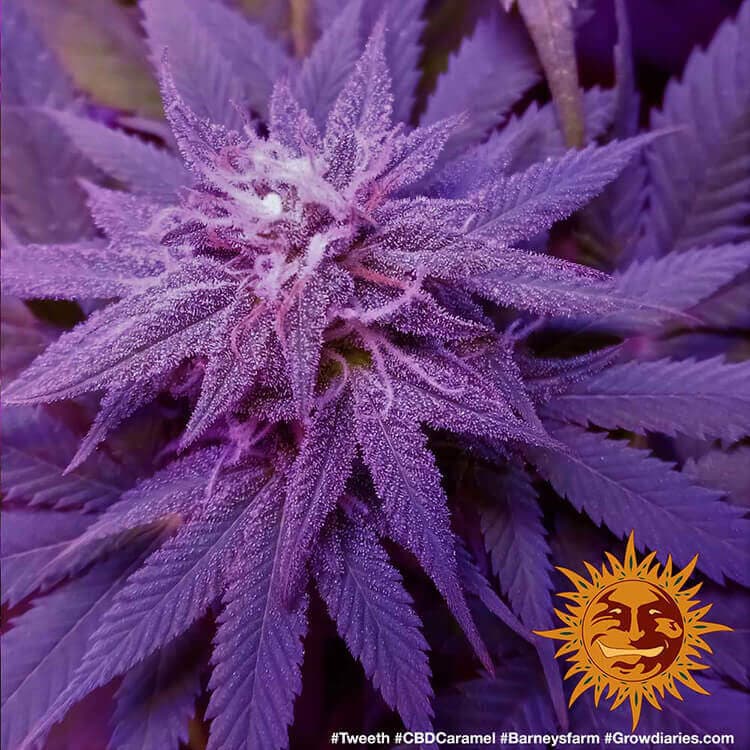 Cannabis der Sorte CBD Caramel - Regular