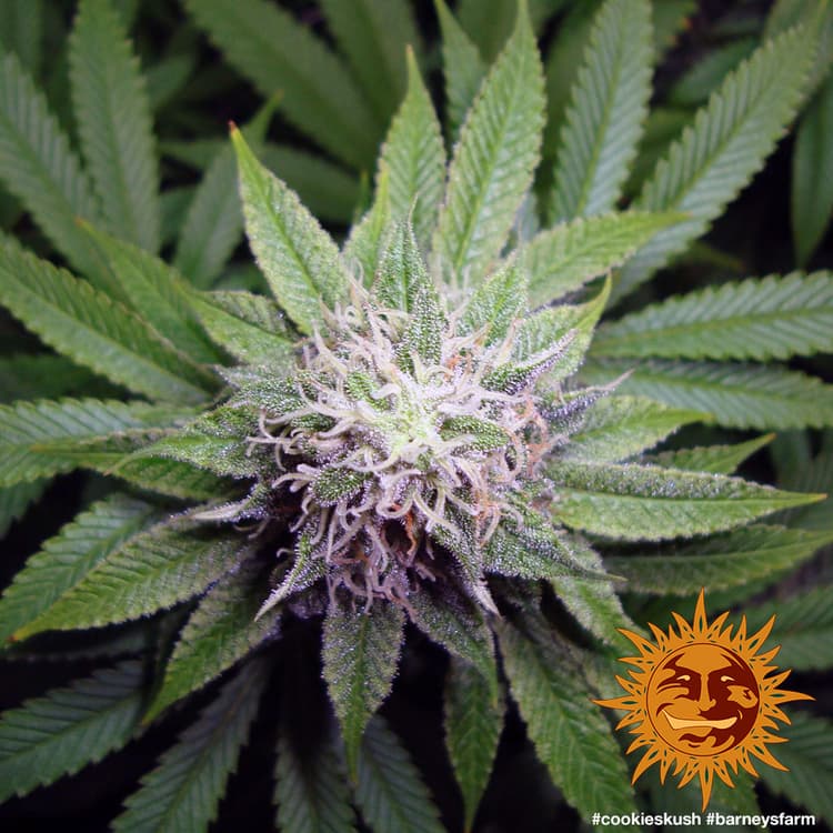 Cannabis der Sorte Cookies Kush