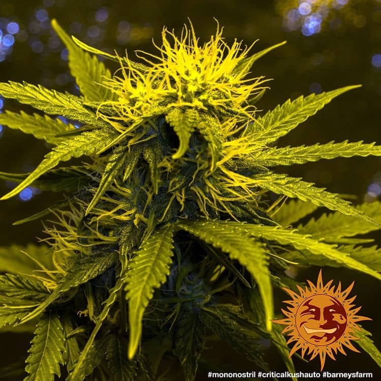 Cannabis der Sorte Critical Kush Auto
