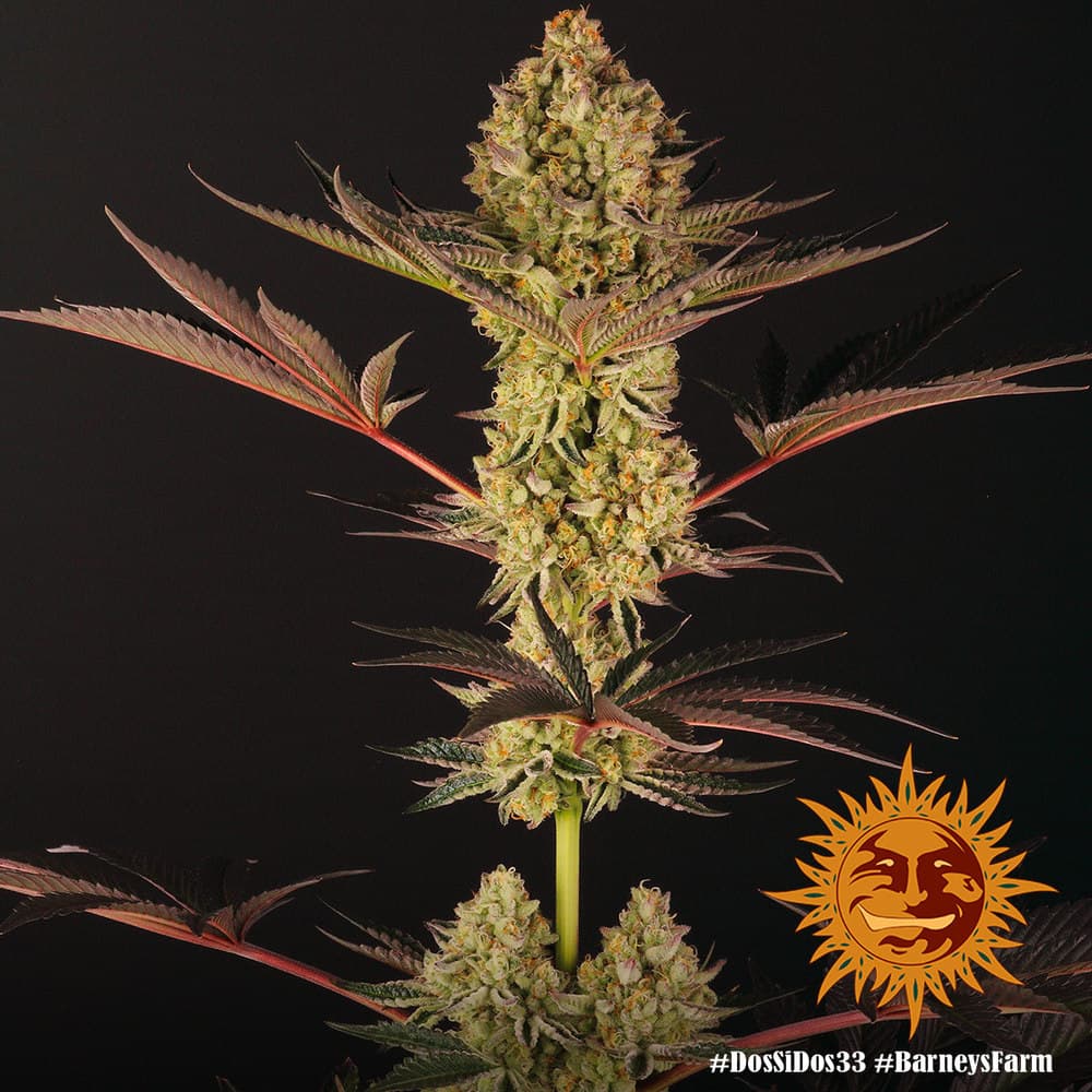 Cannabis der Sorte Dos Si Dos 33