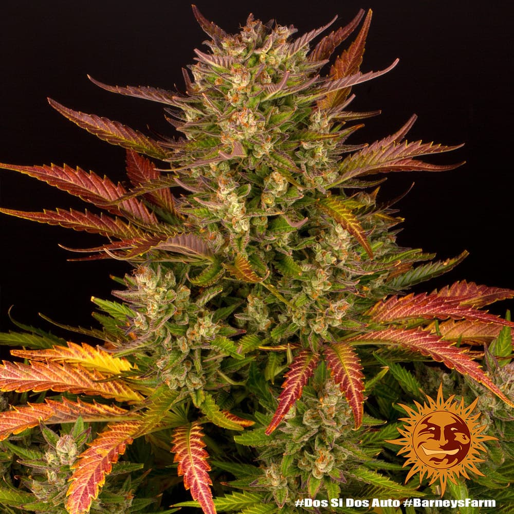 Cannabis der Sorte Dos Si Dos Auto