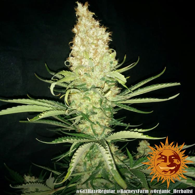 Cannabis der Sorte G13 Haze - Regular