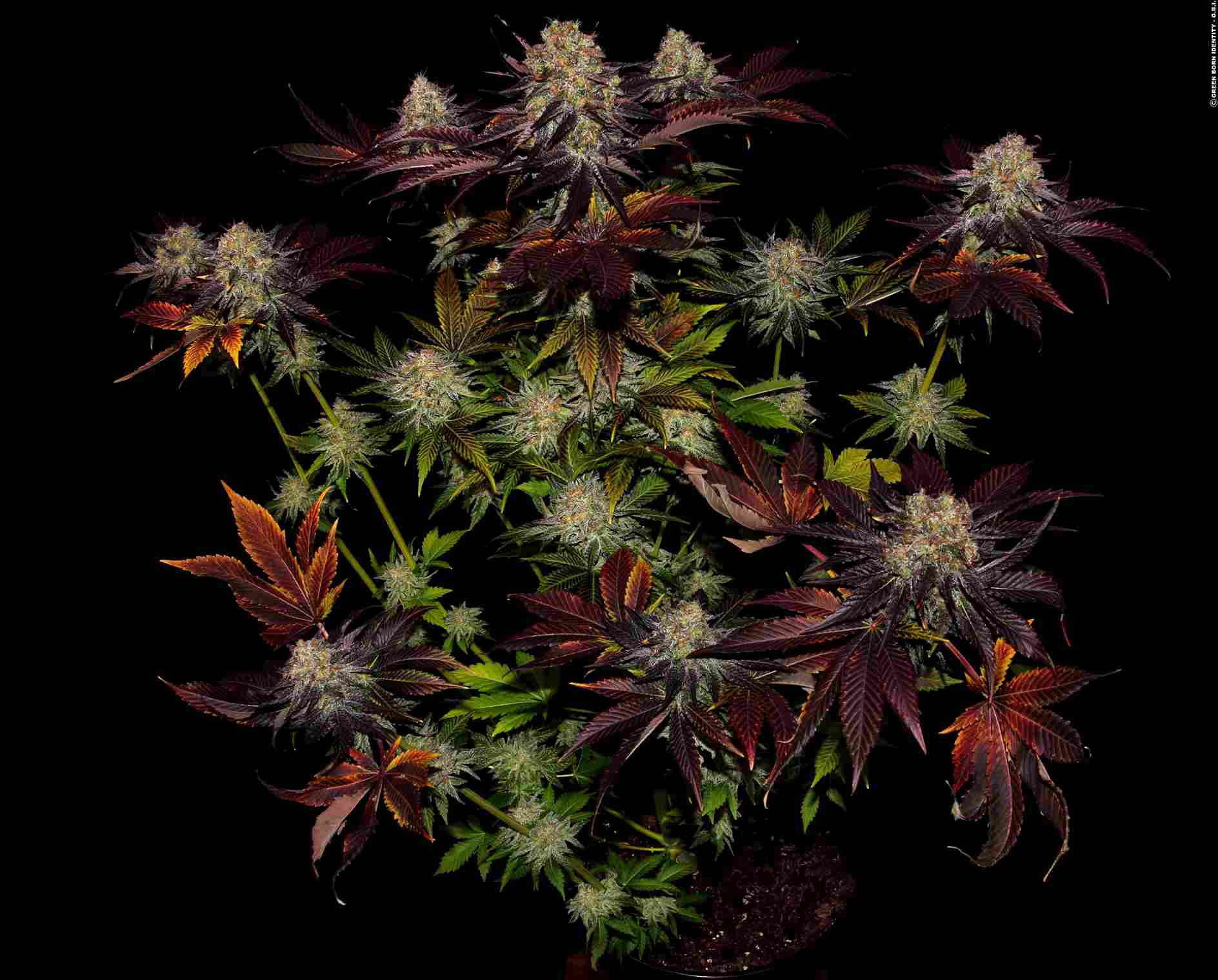 Cannabis der Sorte Runtz x Layer Cake