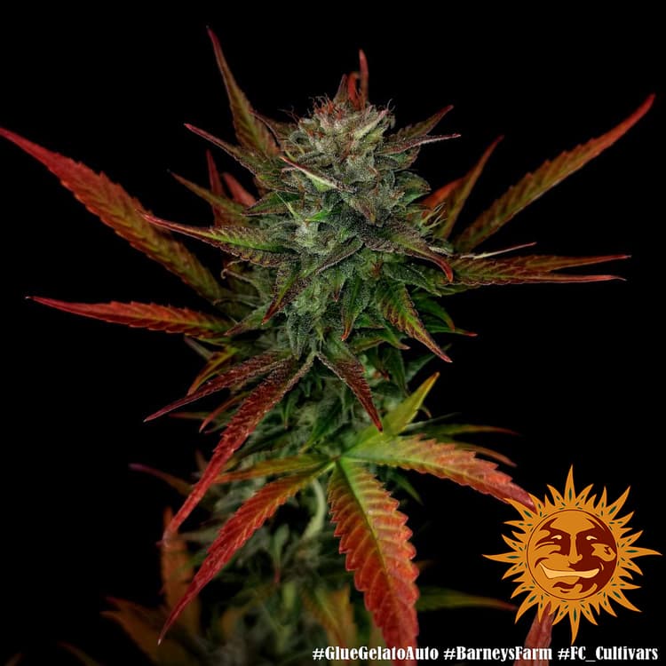 Cannabis der Sorte Glue Gelato Auto