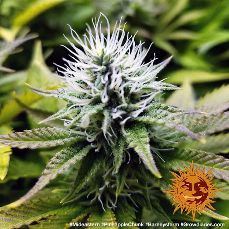 Cannabis der Sorte Pineapple Chunk