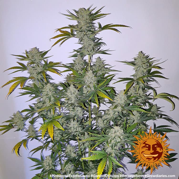 Cannabis der Sorte Pineapple Express Auto