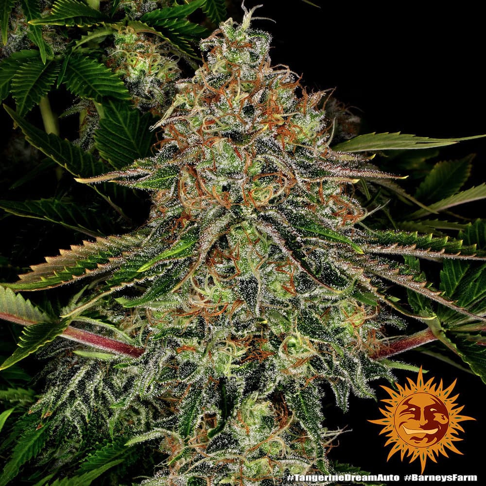 Cannabis der Sorte Tangerine Dream Auto