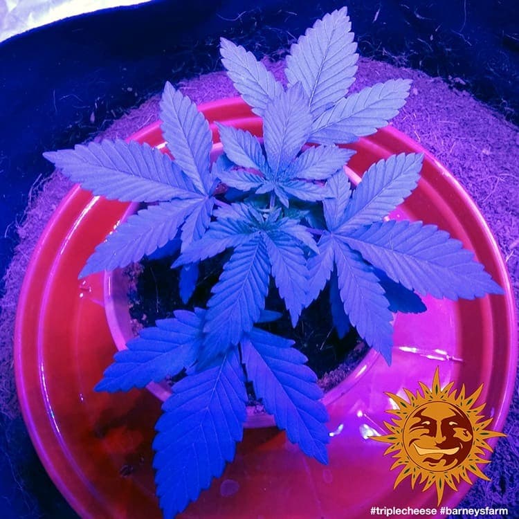 Cannabis der Sorte Triple Cheese