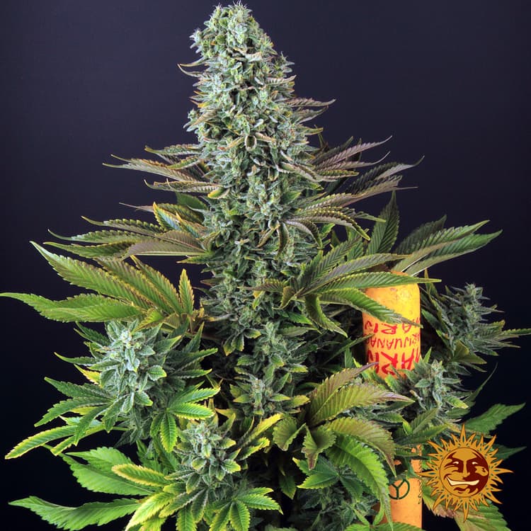 Cannabis der Sorte Tropicanna Banana