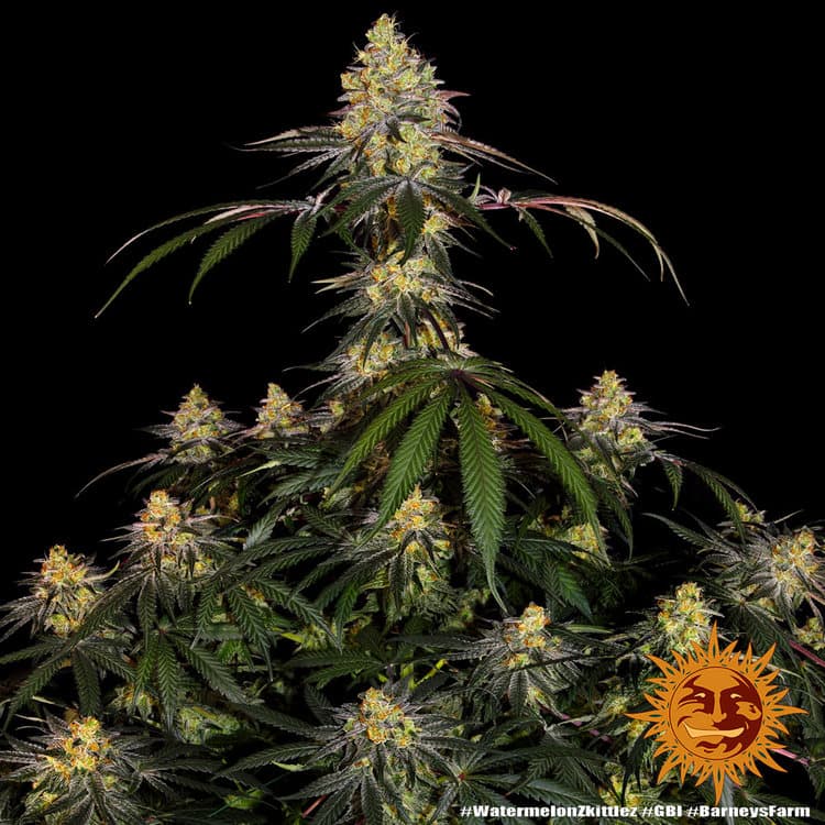 Cannabis der Sorte Watermelon Zkittlez