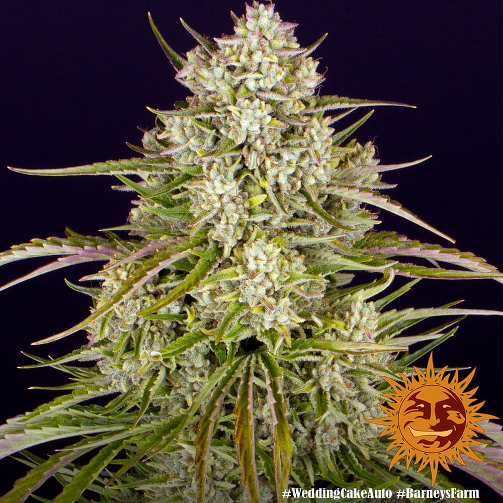Cannabis der Sorte Wedding Cake Auto