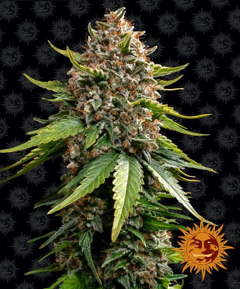 Cannabis der Sorte White Widow XXL Auto