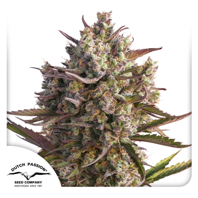 Cannabis der Sorte Auto Blueberry
