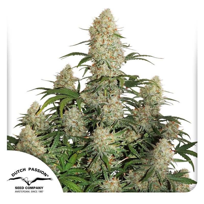 Cannabis der Sorte Auto Critical Orange Punch