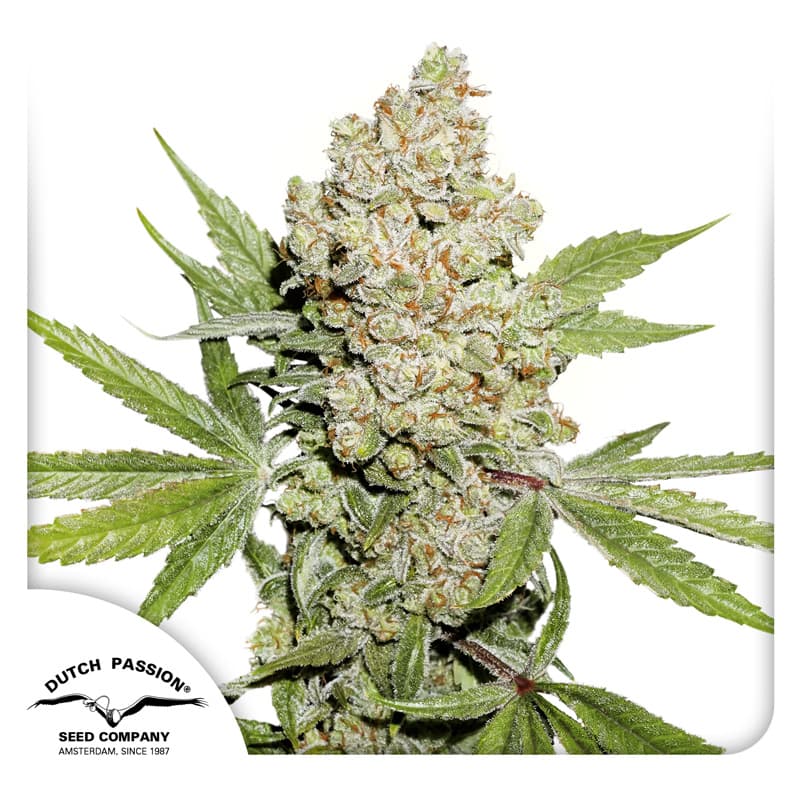 Cannabis der Sorte Auto Lemon Kix