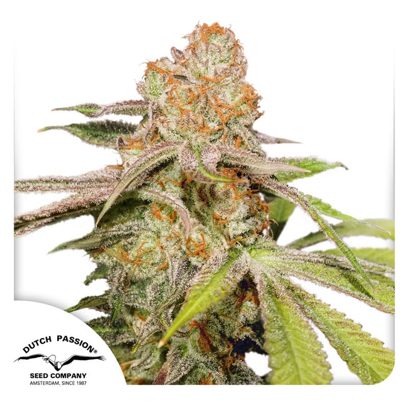 Cannabis der Sorte Auto Mac #1