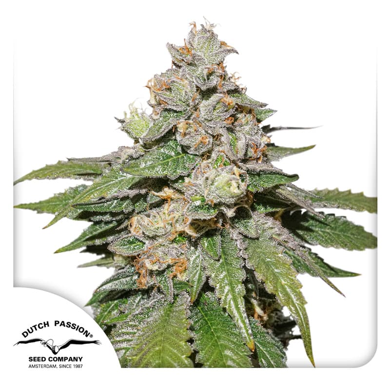 Cannabis der Sorte Auto Mokum's Tulip