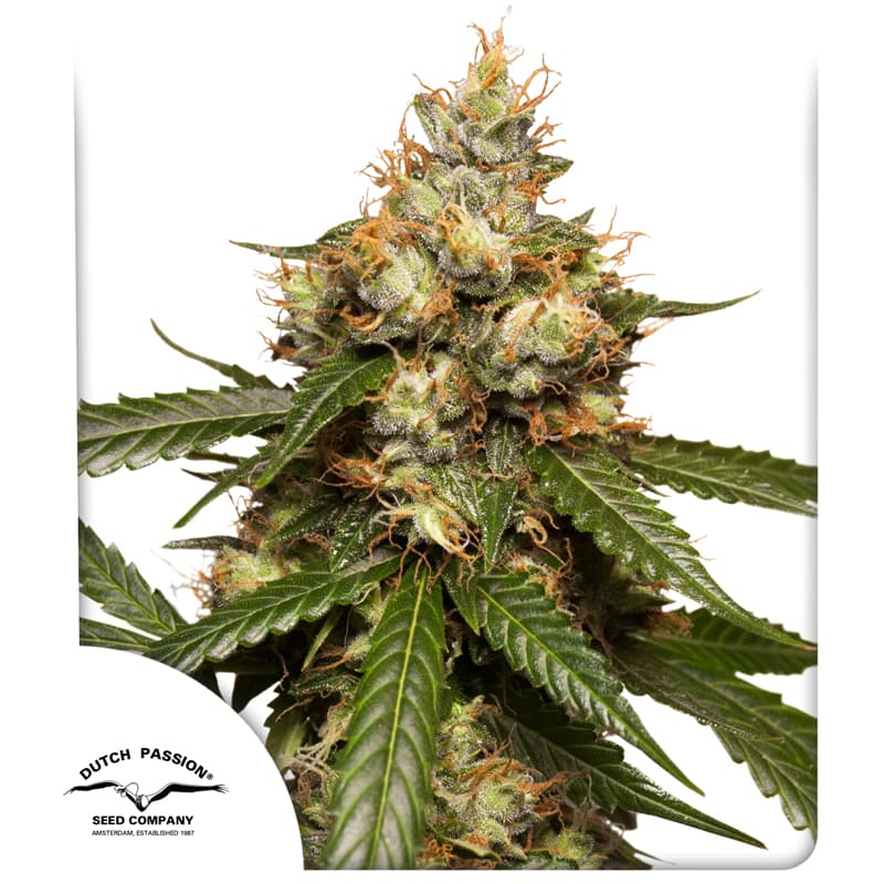 Cannabis der Sorte Auto THC-Victory