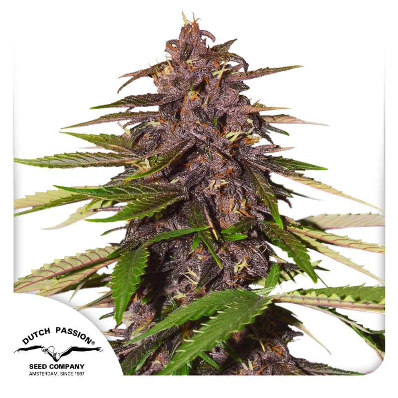 Cannabis der Sorte Auto Forbidden Cherry