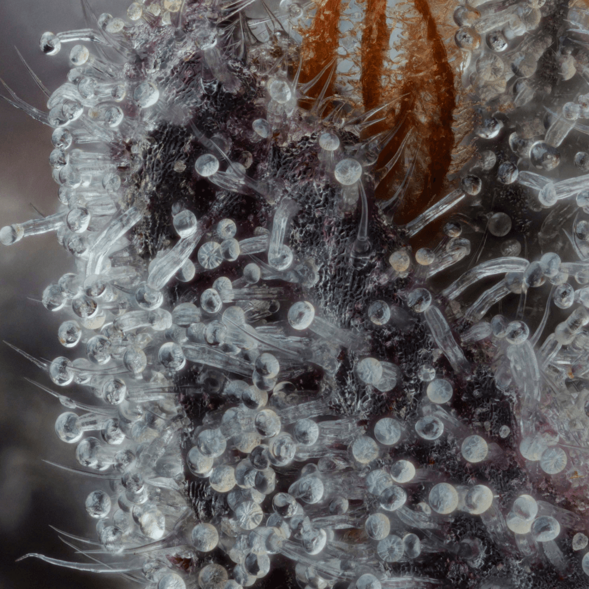 24/1 IUVO OC Neutronium