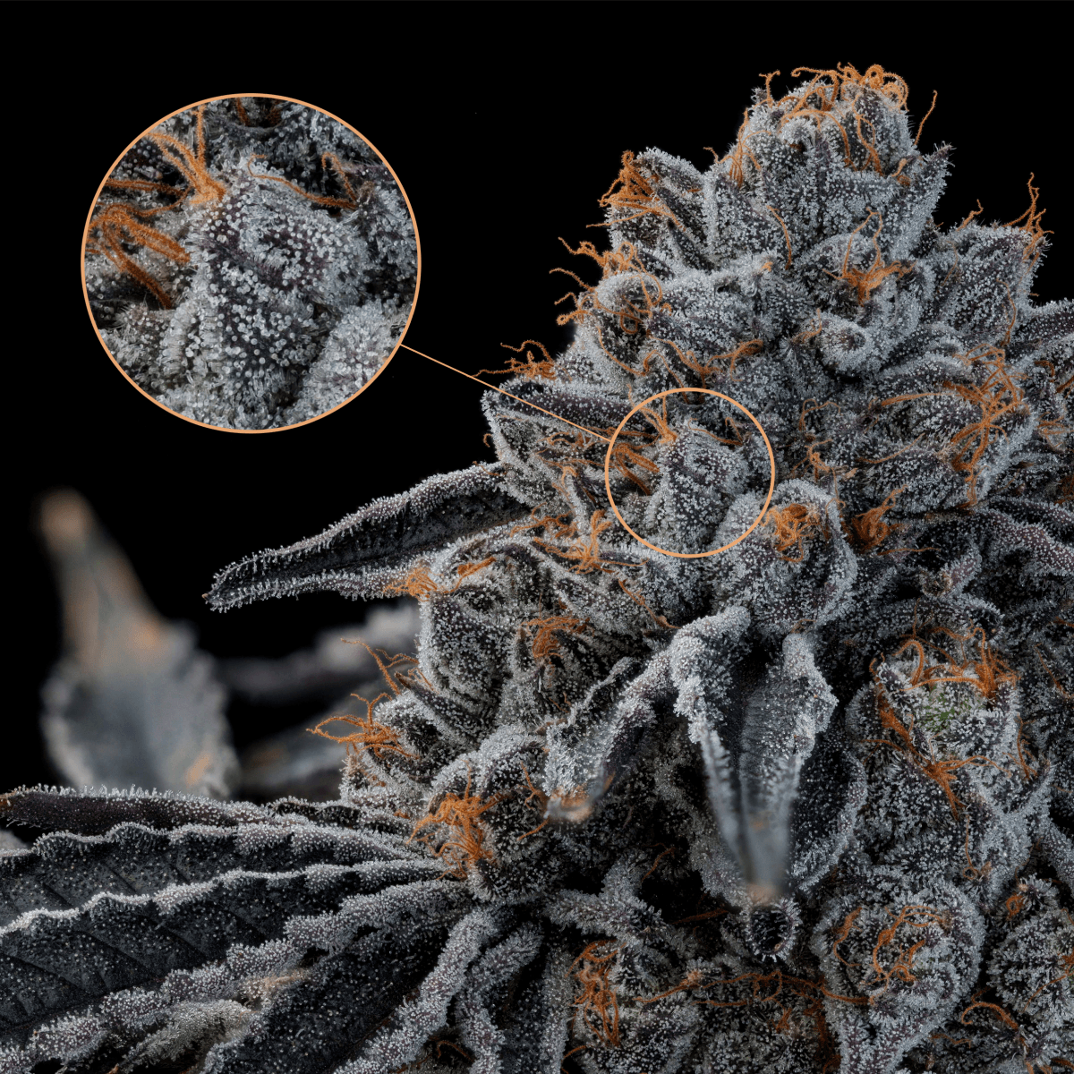 24/1 IUVO OC Neutronium