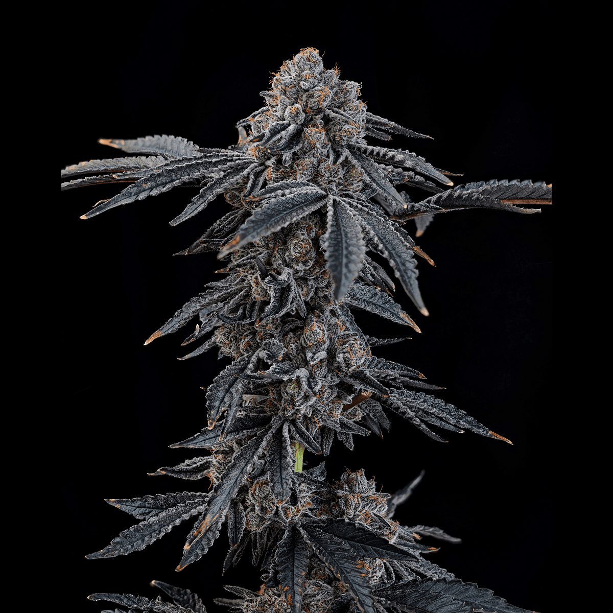 24/1 IUVO OC Neutronium