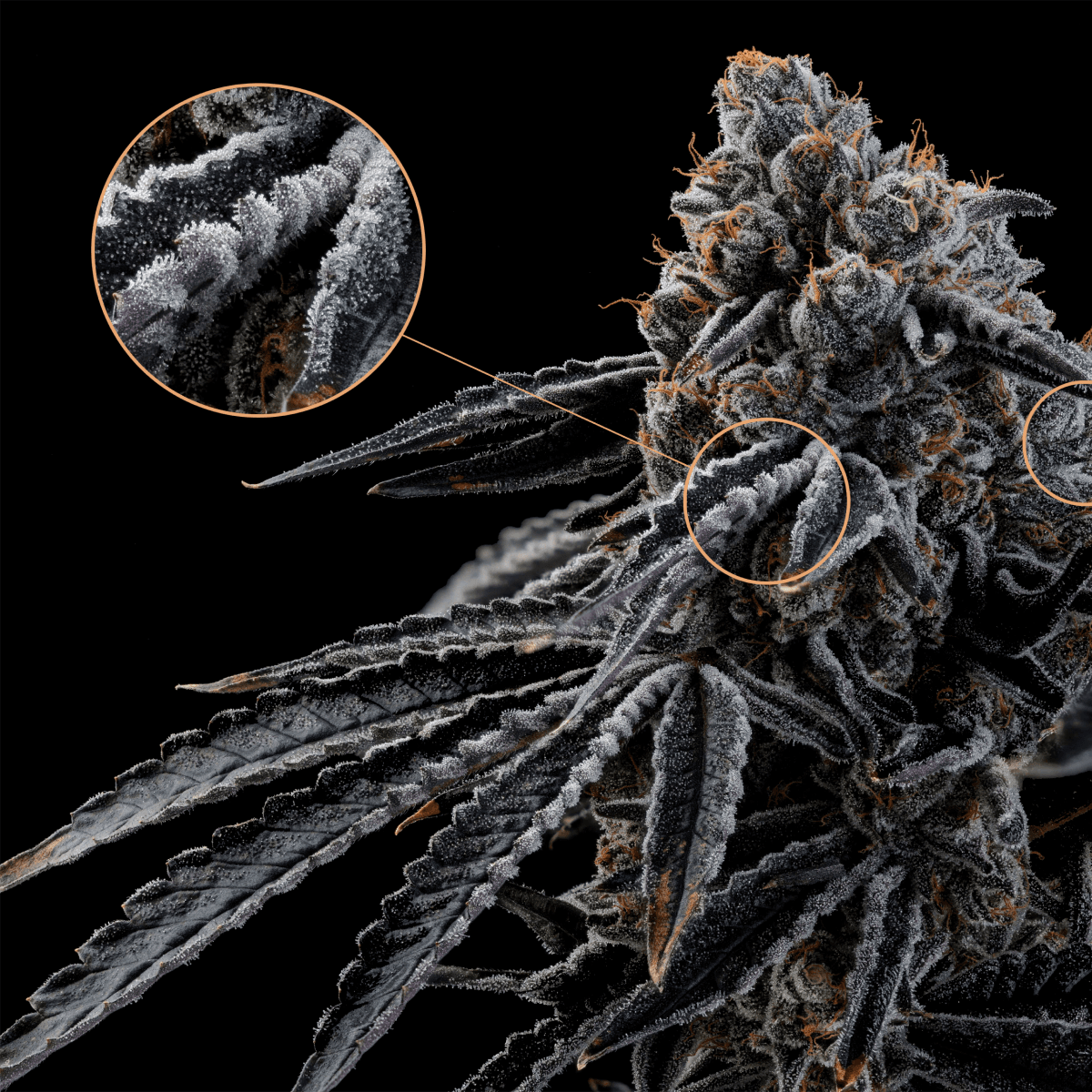 24/1 IUVO OC Neutronium