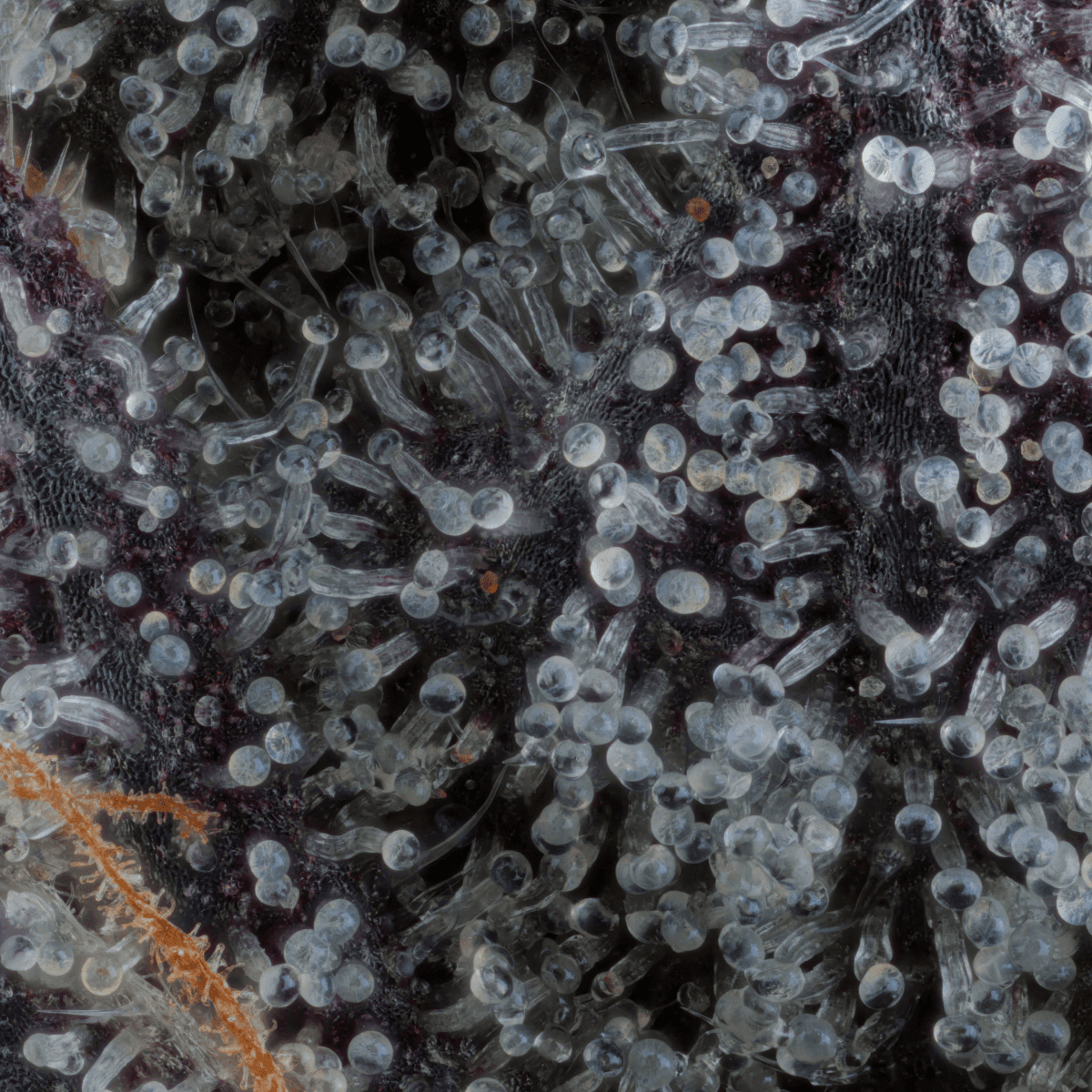 24/1 IUVO OC Neutronium