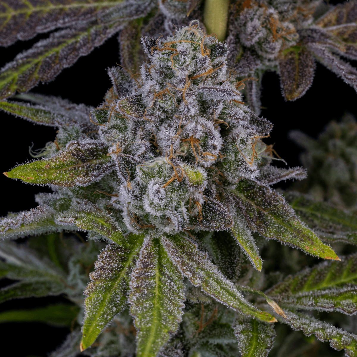 28/1 IUVO KC OJ Zainbow